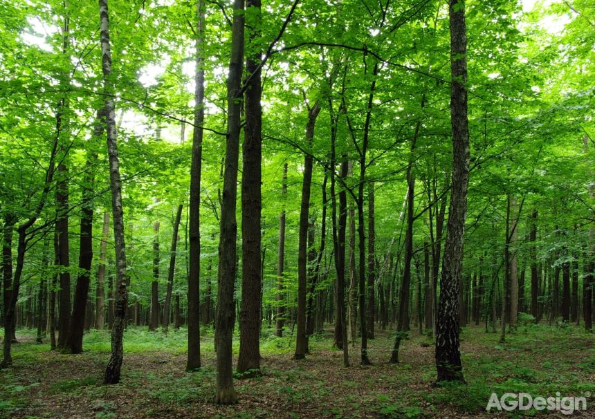 Vliesová fototapeta na zeď - stromy, les, příroda -  FTNS 2446, 360 x 270 cm, AG Design