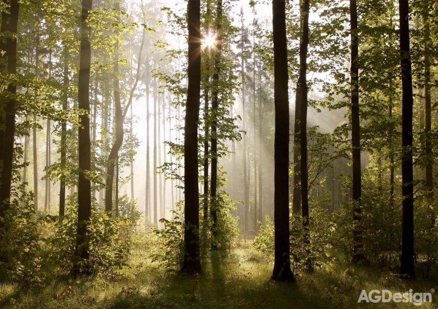 Vliesová fototapeta na zeď - Stromy, les, příroda - FTNS 2447, 360 x 270 cm, AG Design