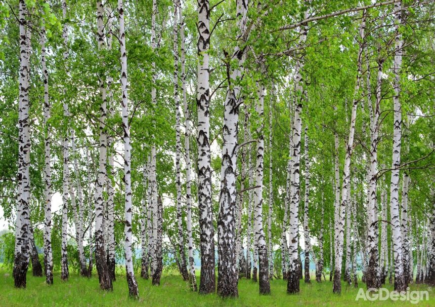 Papírová fototapeta na zeď-stromy, les, příroda, břízy -FTS 1304, 360 x 254 cm, AG Design