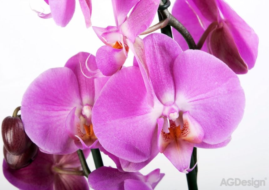 Fototapeta na zeď FTS 0049, Fialová orchidej, 360 x 254 cm, AG Design
