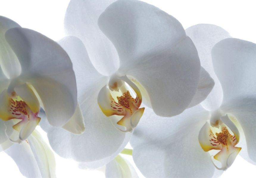 Fototapeta na zeď FTSS 0830, Bílá orchidej 180 x 127 cm, AG Design 