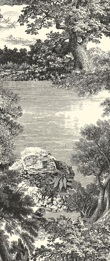 Obrazová tapeta, čierna, les, stromy, DGSAL1011-300, Amazone, Masureel