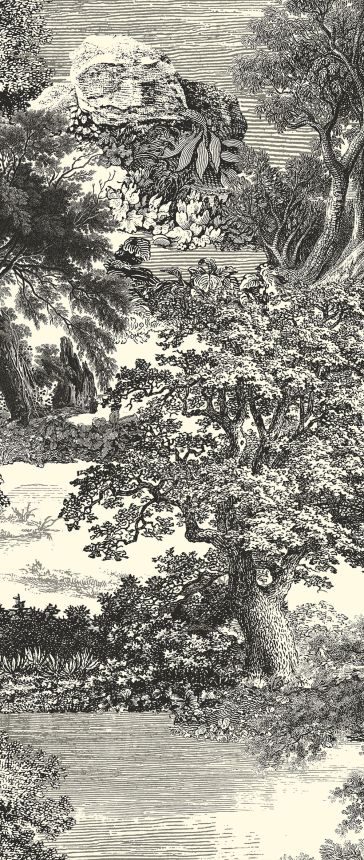 Obrazová tapeta, čierna, les, stromy, DGSAL1013-260, Amazone, Masureel