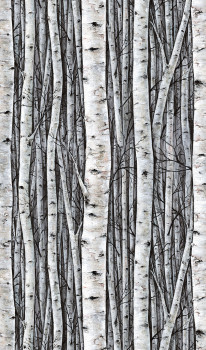 Fototapeta na stenu, sivomodrá, stromy, brezový háj, 35395, Timber, Marburg