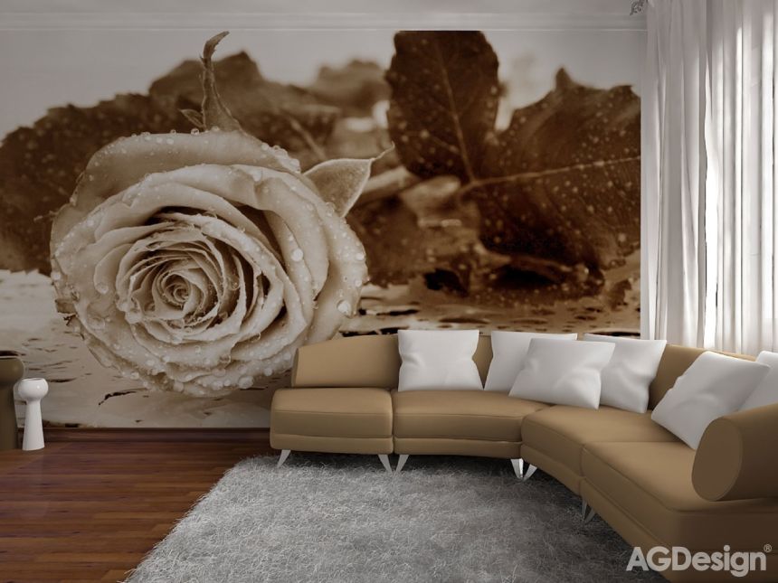Fototapeta na zeď FTS0086, Černobílá růže, 360 x 254 cm, AG Design